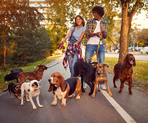 how to make your dog happier in 2020 - walk with friends